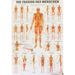 Az emberi kötőszövet - poszter